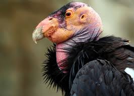 California Condor Closeup