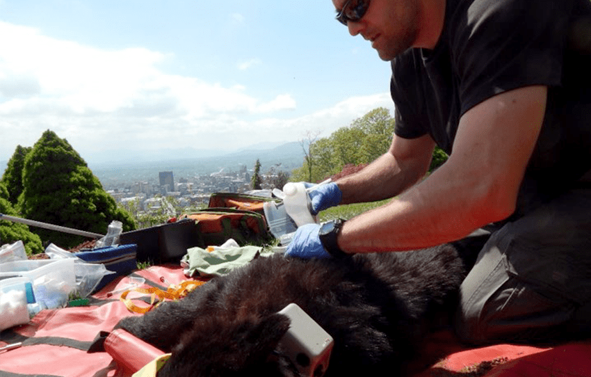 Bear Conservation Research