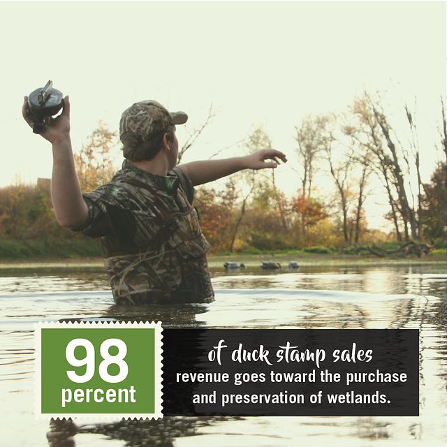98% of Duck Stamp sales goes into the preservation of wetlands