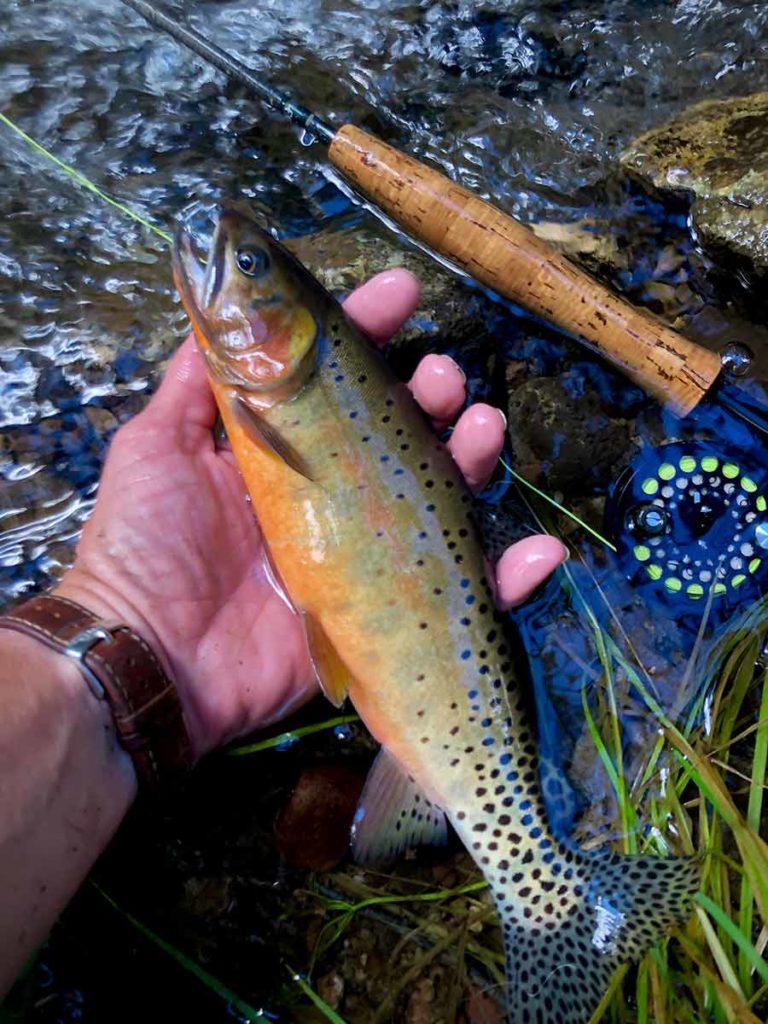 Fly fishing for cutthroats on the Rio Grande over a potbelly pools