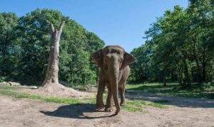 Happy, the 51-year-old elephant walking toward the camera
