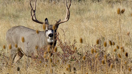 Partner with a Payer - Ohio Deer