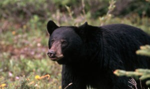 Black Bear Hunting and Conservation
